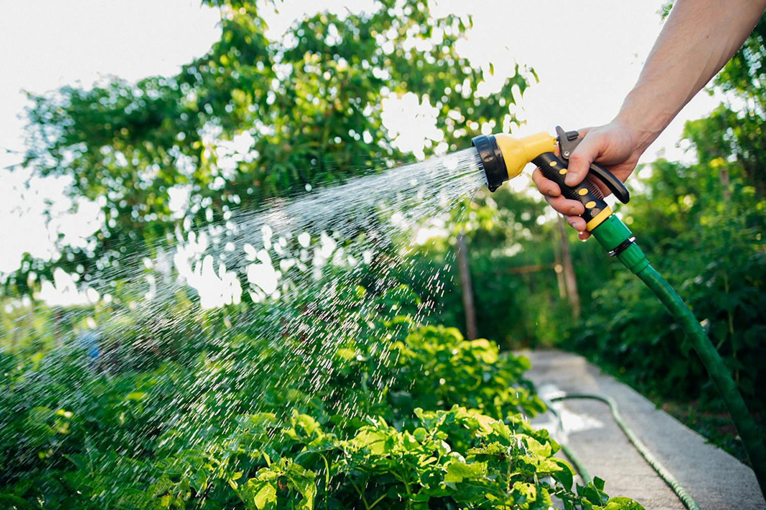 Vande i haven i august Grundig vanding af haven i august